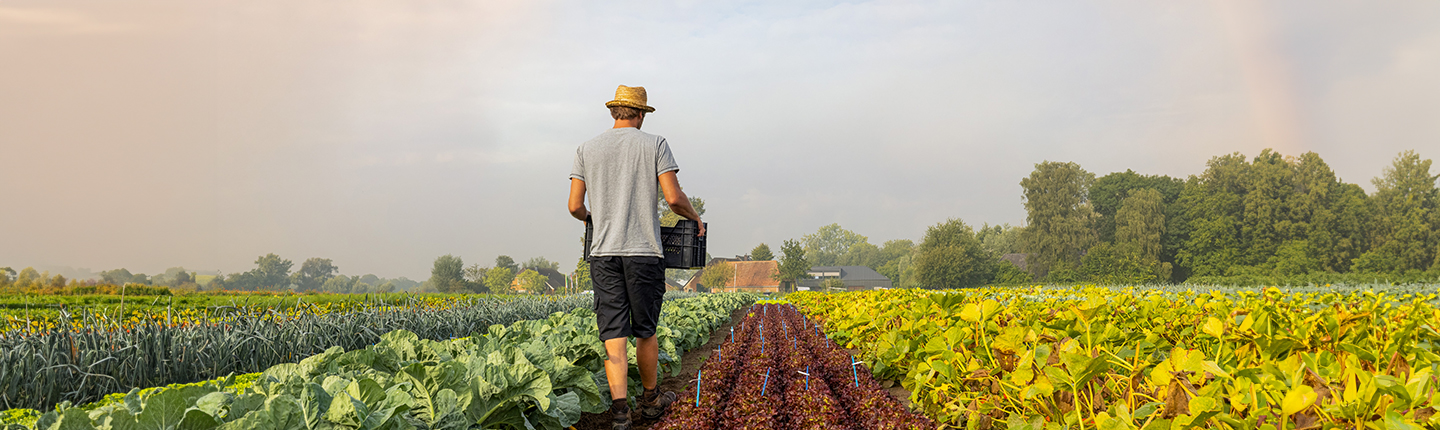 Cultivo en bandas, hombre controlando el campo